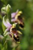 Ophrys masticorum, Chios 2009-04-08