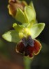Ophrys melena, Gargano (It.) 2005-04-19