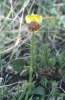 Ophrys melena, Gargano (It.) april 1994