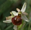 Ophrys exaltata subsp. morisii, Sardinien 2006-04-26