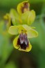 Ophrys_numida_2