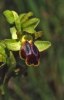 Ophrys_flammeola