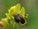 Ophrys_flammeola_2