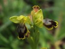 Ophrys_flammeola_3