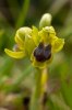 Ophrys_laurensis_3