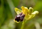 Ophrys_laurensis_5