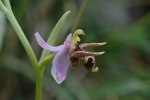 Ophrys oestrifera, Peloponnesos 2004-04-17