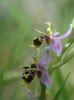 Ophrys oestrifera, Peloponnesos 2004-04-13
