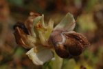Ophrys omegaifera, Kreta 2007-04-17