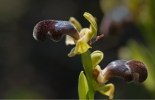 Ophrys omegaifera, Rhodos 2011-04-06