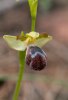 Ophrys omegaifera, Rhodos 2011-04-04