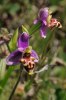Ophrys orphanidea, Chios 2007-04-10