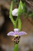 Ophrys orphanidea, Chios 2007-04-06
