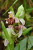 Ophrys masticorum, Chios 2009-04-06