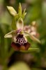 Ophrys oxyrrhynchos, Mt. Iblei, Sicily 2003-04-23