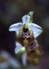 Ophrys biancae, Mt. Iblei, Sicilien 2003-04-27