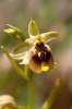 Ophrys biancae, Mt. Iblei, Sicilien 2012-04-23