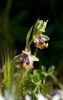 Ophrys biancae, Mt. Iblei, Sicilien 2012-04-27