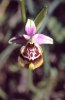 Ophrys calliantha, Mt. Iblei, Sicilien 2003-04-27