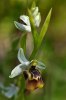 Ophrys calliantha, Mt. Iblei, Sicilien 2012-04-26