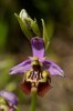 Ophrys calliantha, Mt. Iblei, Sicilien 2012-04-26
