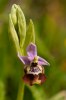 Ophrys calliantha, Mt. Iblei, Sicilien 2012-04-23
