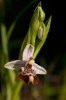 Ophrys calliantha, Mt. Iblei, Sicilien 2012-04-27