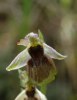 Ophrys panattensis, Sardinien 2006-04-27 