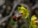 Ophrys parosica, Chios 2007-04-10