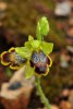 Ophrys parosica, Chios 2007-04-05