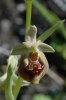 Ophrys parvimaculata, Gargano (It.) Gargano 2005-04-22