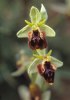 Ophrys parvimaculata, Gargano (It.) Gargano april 1994