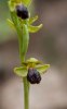 Ophrys parvula, Rhodos, 2011-04-03