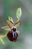 Ophrys passionis, Gargano (It.) 2005-04-19