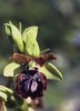 Ophrys passionis, Sicilien 2003-04-23