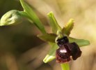 Ophrys passionis, Toscana (It.) 2010-04-14