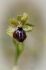 Ophrys passionis, Gargano (It.) 2011-04-25