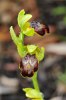 Ophrys parosica, Chios 2007-04-05