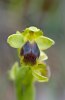 Ophrys persephonae, Rhodos 2011-04-06