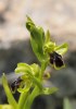 Ophrys persephonae, Chios 2009-04-05