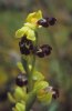 Ophrys omegaifera, Cypern 2002-03-13