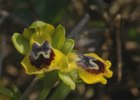 Ophrys phryganae, Kreta 2007-04-17