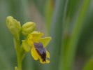 Ophrys phryganae, Rgodos (Gr.) 2011-04-03
