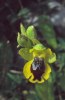 Ophrys phryganae, Kreta 2007-04-18