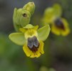 Ophrys phryganae, Gargano (It.) 2011-04-25
