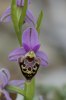 Ophrys calypsus scolopaxoides, Rhodos 2011-04-04