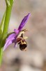 Ophrys polyxo, Rhodos 2011-04-11