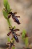 Ophrys regis-ferdinandii, Chios 2009-04-05
