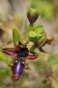 Ophrys regis-ferdinandii, Chios 2009-04-07
