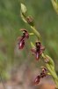 Ophrys regis-ferdinandii, Rhodos (Gr.) 2011-04-03